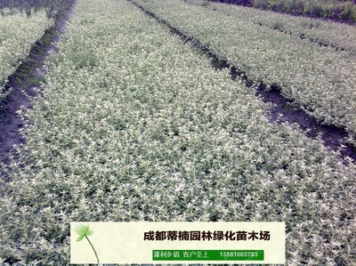 四川成都六月雪苗木种植基地供应图片_高清图_细节图