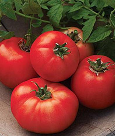 番茄种子,蔬菜种子,杂交.商品大图